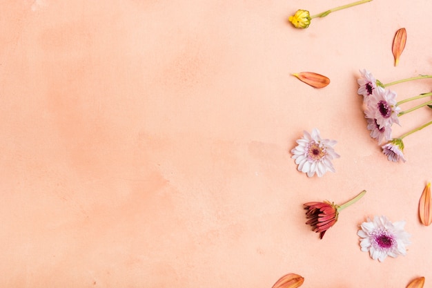 Bovenaanzicht van veelkleurige lente madeliefjes met kopie ruimte