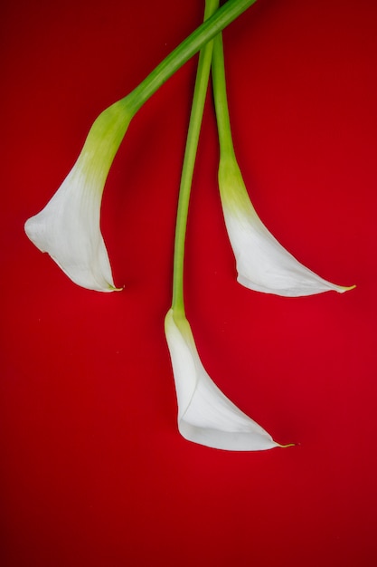 Gratis foto bovenaanzicht van witte kleur calla lelies bloemen geïsoleerd op rode achtergrond