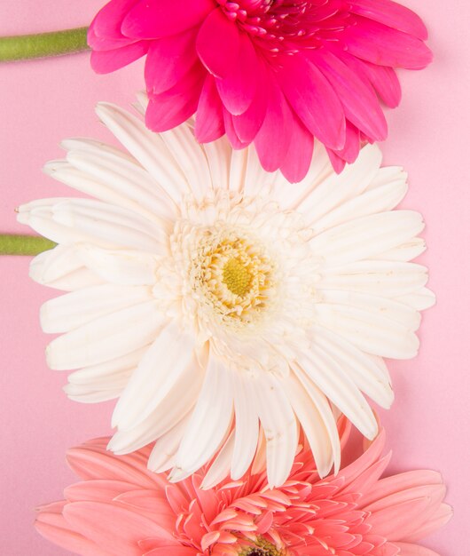 Bovenaanzicht van witte roze en fuchsia kleur gerbera bloemen geïsoleerd op roze achtergrond