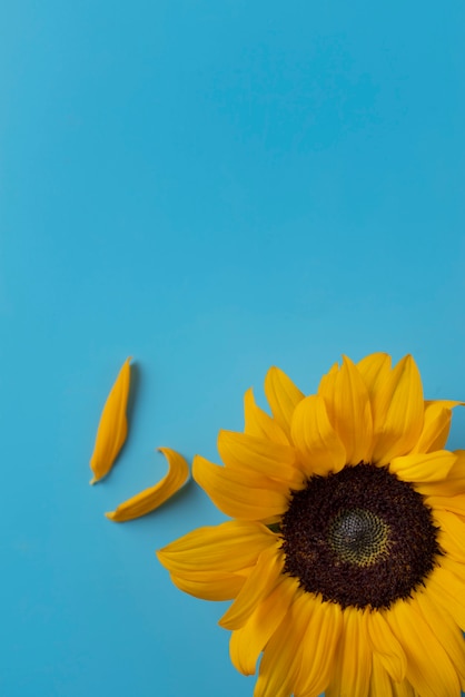 Gratis foto bovenaanzicht van zonnebloemen frame met kopie ruimte