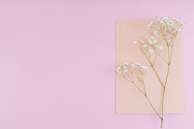 Bovenaanzicht witte bloemen