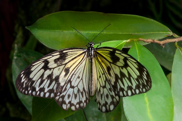 Bovenaanzicht zachte vlinder op blad