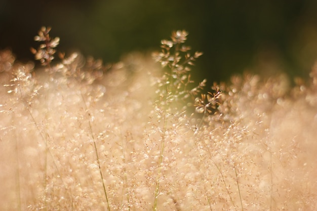 Brede close-up van roze planten in een veld