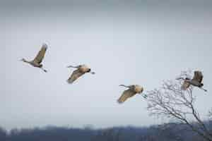 Gratis foto brede opname van vier sandhill-kranen die in een bewolkte hemel vliegen