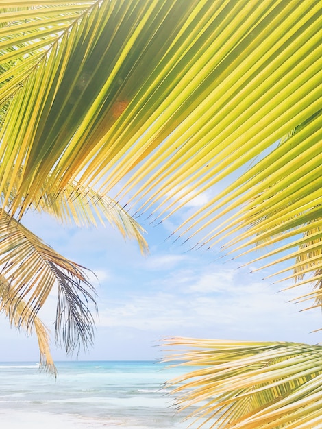 Gratis foto breed palmbladeren stijgen tot de lucht