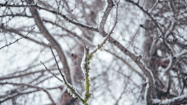 Breed selectief close-upschot van een boomtak die in sneeuw wordt behandeld