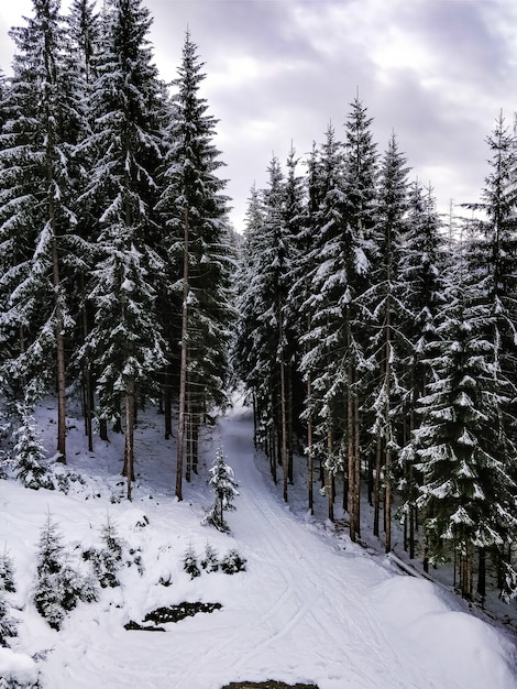 Breed shot van een bos vol pijnbomen met een blauwe lucht in de winter