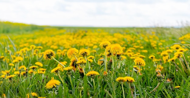 Breed veld met gele paardebloemen, lentelandschap