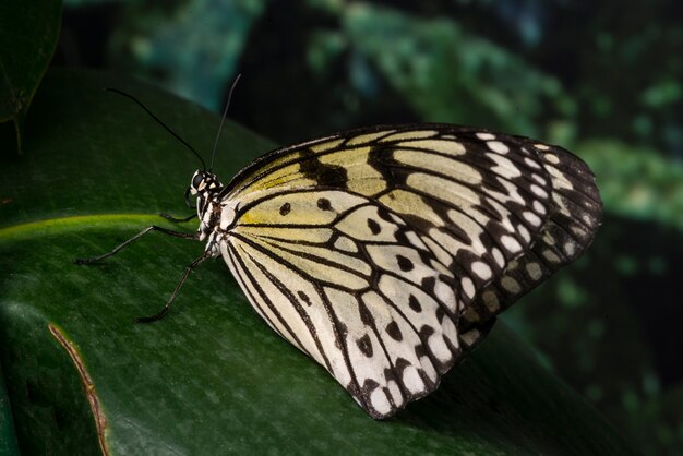 Breekbare vlinderzitting op blad