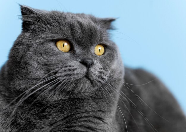 Brits korthaar kat met zwart-wit muur achter haar