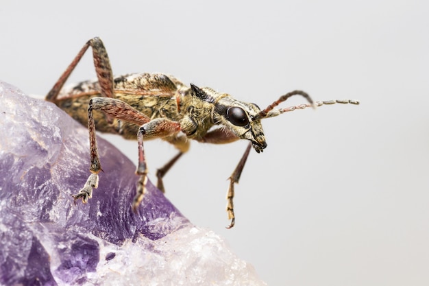 Gratis foto bruin en zwart insect op paarse bloem