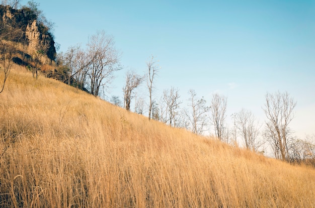 Gratis foto bruin gras op heuvels met blauwe hemel