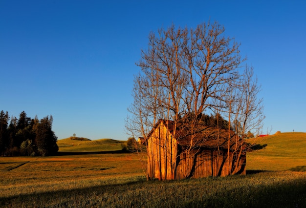 Bruin houten huis omgeven door boom