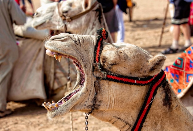 Bruin kameel close-up