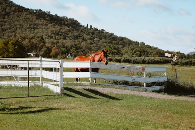 Gratis foto bruin paard staat achter een houten hek in een boerderij