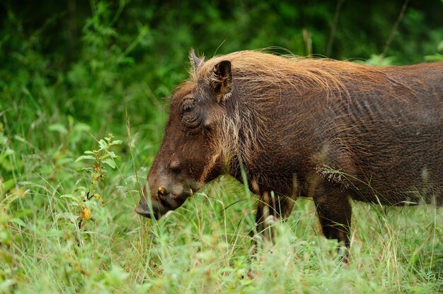 Bruin wrattenzwijn op een met gras bedekt gebied in de Afrikaanse oerwouden