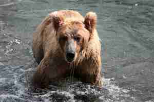 Gratis foto bruine beer die een vis vangt in de rivier in alaska