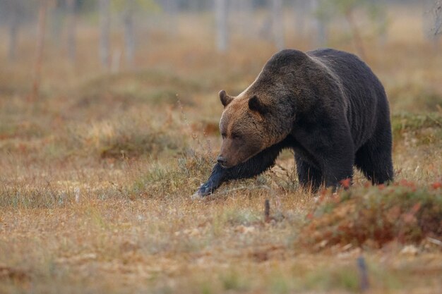 Bruine beer in de natuurhabitat van finland