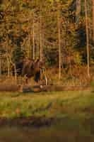 Gratis foto bruine beer in de natuurhabitat van finland