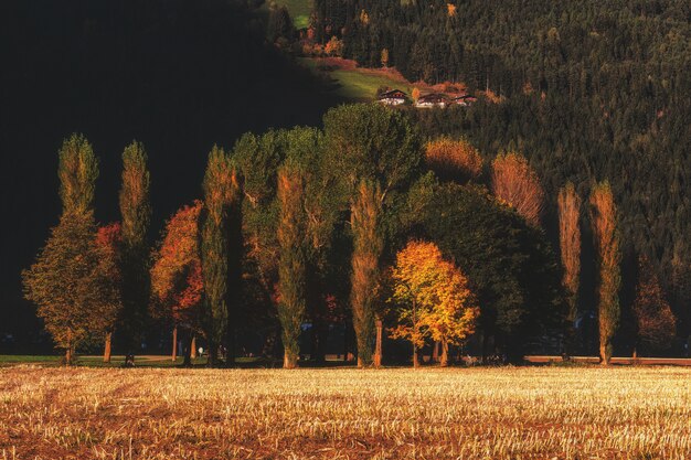 Bruine en groene bomen