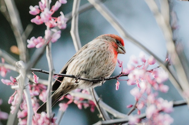 Gratis foto bruine en rode vogel op roze bloem