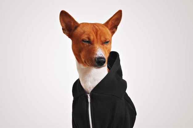 Gratis foto bruine en witte basenji hond in een zwarte hoodie met metalen rits loenst minachtend geïsoleerd op wit