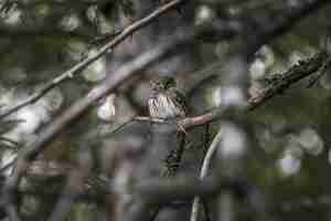 Gratis foto bruine en witte uil op boomtak