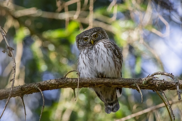 Gratis foto bruine en witte uil op boomtak