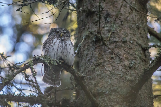 Bruine en witte uil op boomtak