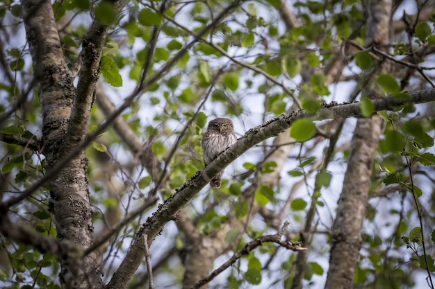 Gratis foto bruine en witte uil op boomtak