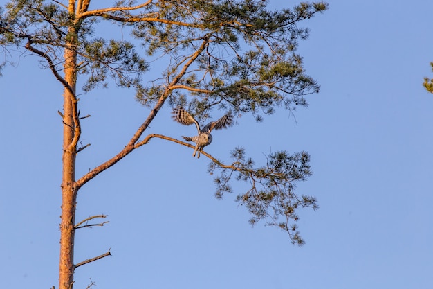 Bruine en witte uil op boomtak