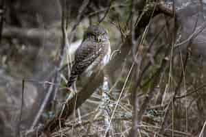 Gratis foto bruine en witte uil op bruine boomtak