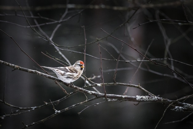 Bruine en witte vogel op boomtak