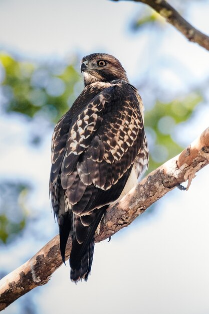 Bruine en witte vogel op bruine boomtak overdag