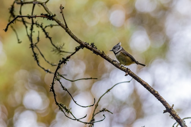 Bruine en witte vogel op bruine boomtak