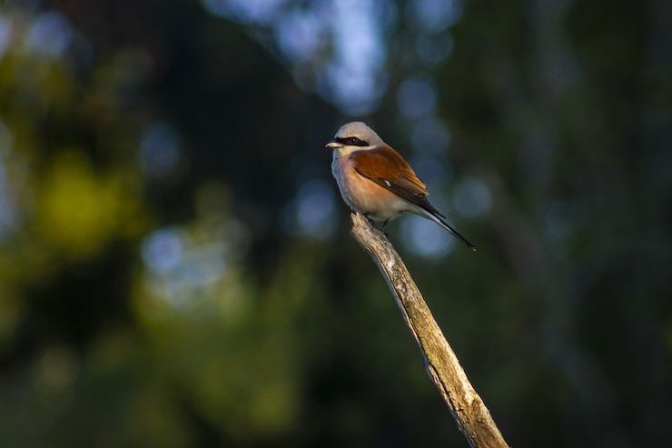 Gratis Foto bruine en witte vogel op bruine boomtak