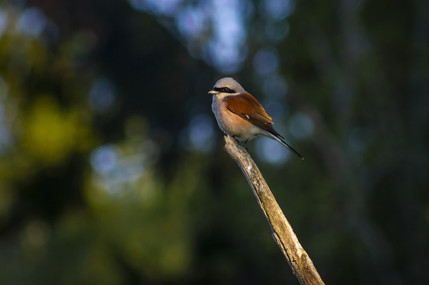 Bruine en witte vogel op bruine boomtak