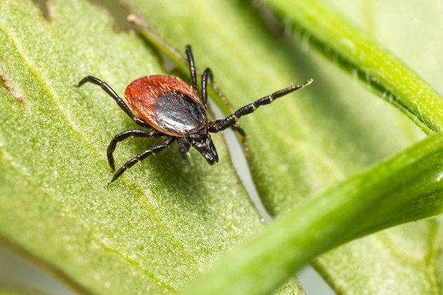 Bruine en zwarte spin op groen blad