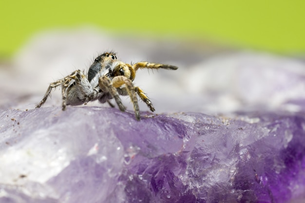 Bruine en zwarte spin op paarse bloem