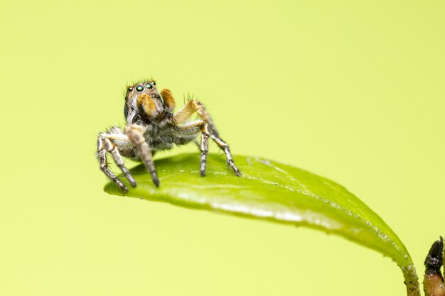 Bruine en zwarte springspin op groen blad