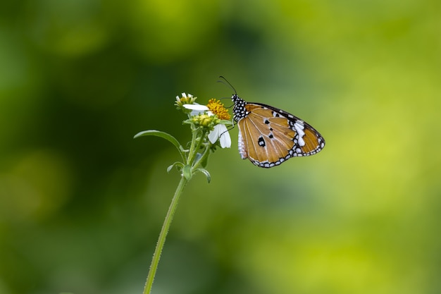 Bruine en zwarte vlinder die op bloem wordt neergestreken