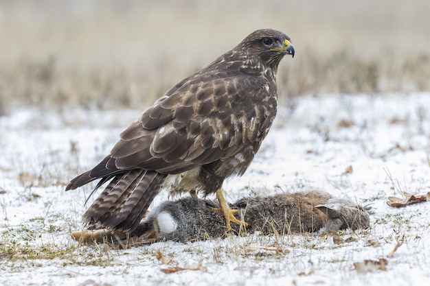 Bruine havik in een grasveld met een wazige ruimte