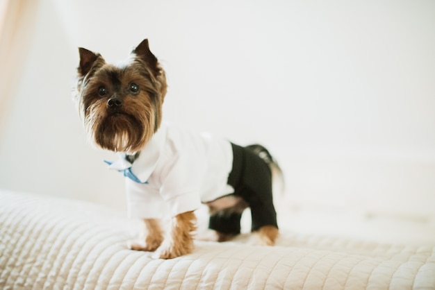 Bruine hond gekleed in zwarte broek en wit shirt