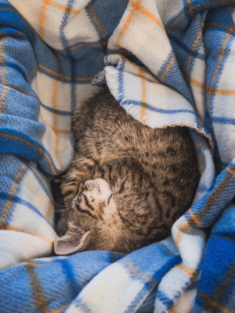 Bruine kattenslaap op een blauw gestreepte deken