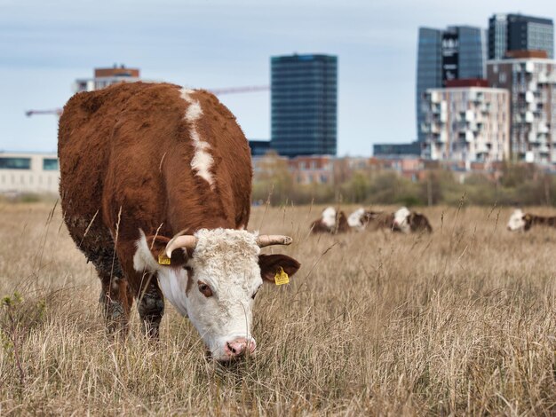 Bruine koe die overdag in het veld graast