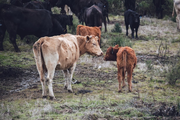 Bruine koe op groen grasveld overdag