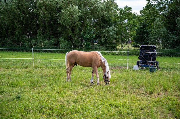 Bruine manen met wit haar grazen in een veld onder het zonlicht overdag