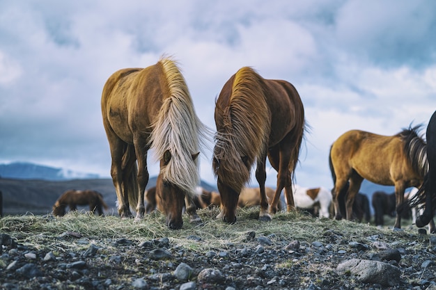 Gratis foto bruine paarden overdag