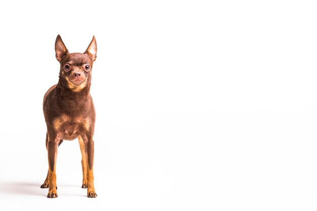 Bruine Russische stuk speelgoed hond die op witte achtergrond wordt geïsoleerd