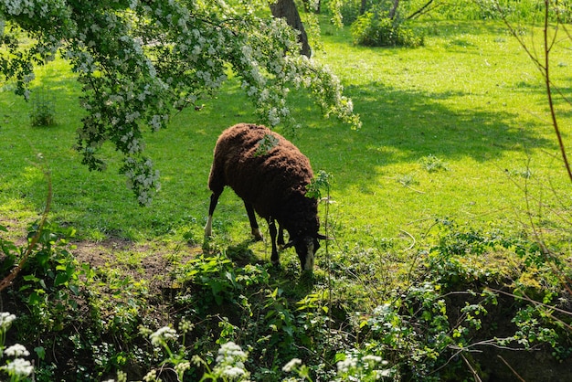 Gratis foto bruine schapen grazen in het gras.